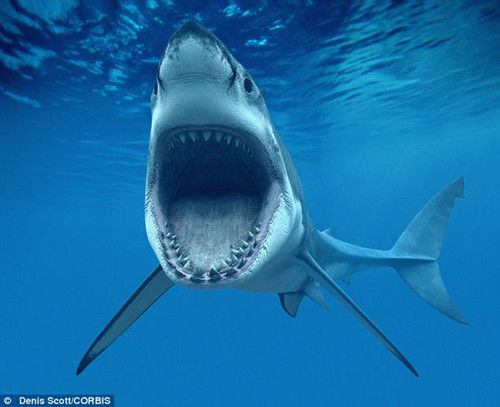 资讯排行榜 资料图:鲨鱼张开大嘴.