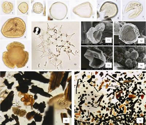 冲绳海槽沉积物冰期阶段近源搬运的主要花粉类型及丰富的植物碎屑和碳屑显微及扫描照片