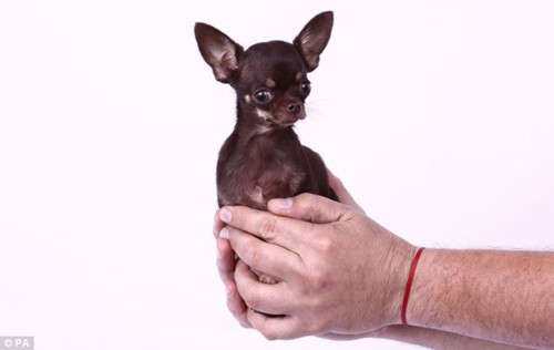 世界上最小的狗狗仅9.65厘米。