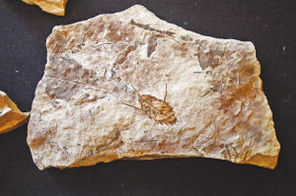 树叶化石