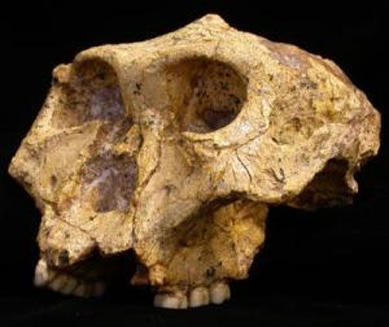 南方古猿粗壮种的头骨