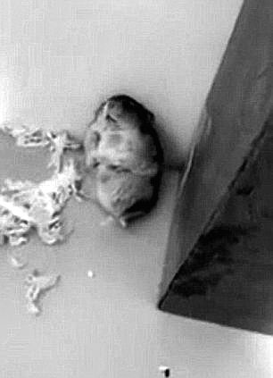 影帝仓鼠网络爆红(图)_音乐频道_凤凰网