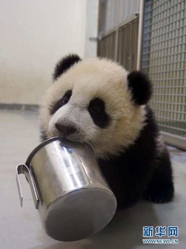 6月大熊猫宝宝"圆仔"6日亮相台北动物园