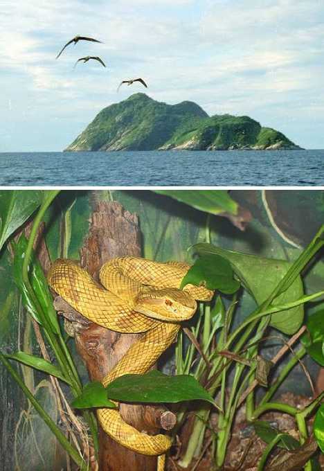 迷雾重重探秘全球七座神秘惊悚的蛇岛