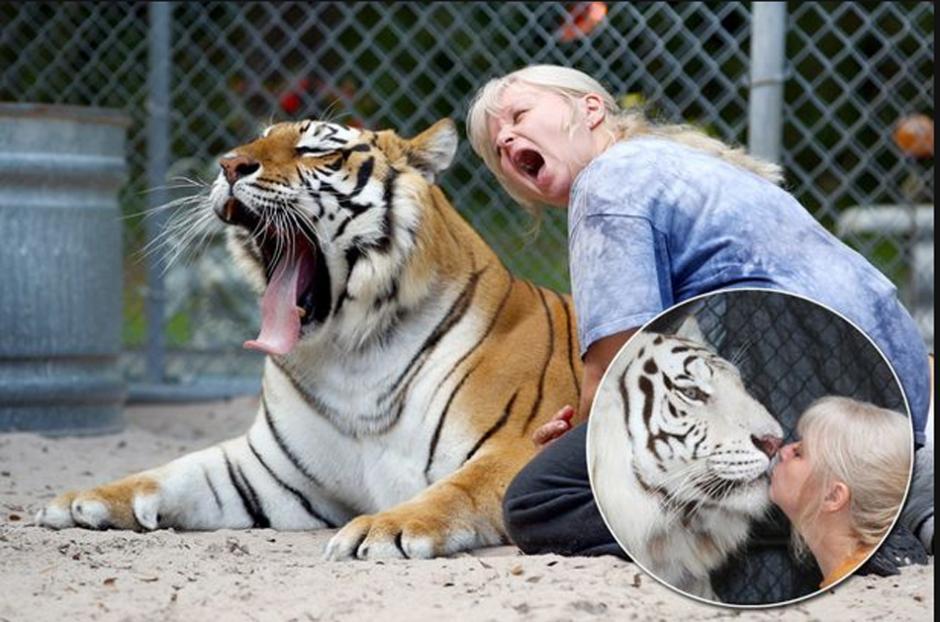 美国女子在自家后院养两只老虎