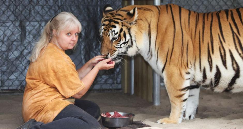 美国女子在自家后院养两只老虎