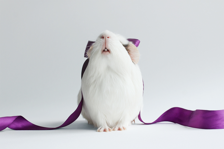 可爱豚鼠萌照暖人心走红网络