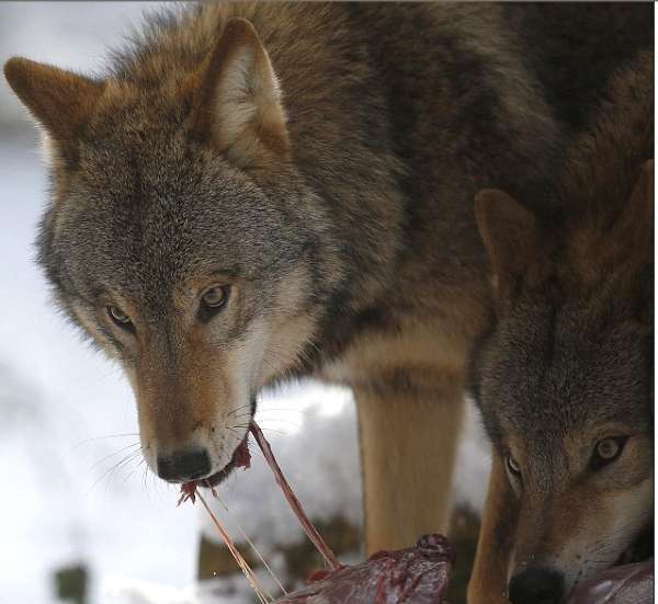 德国79岁男子与狼共食化身头狼统领29只猛兽