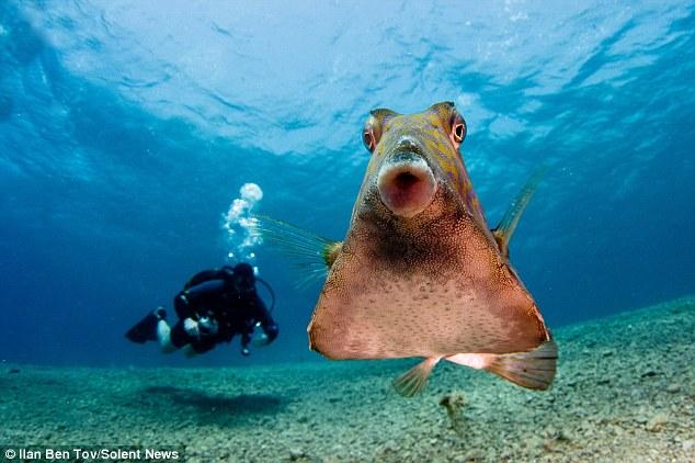 摄影师拍调皮硬鳞鱼美照嘟嘴卖萌惹人爱