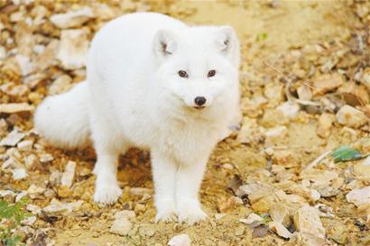 即墨成群白狐狸遍布山头乖巧可爱不怕人