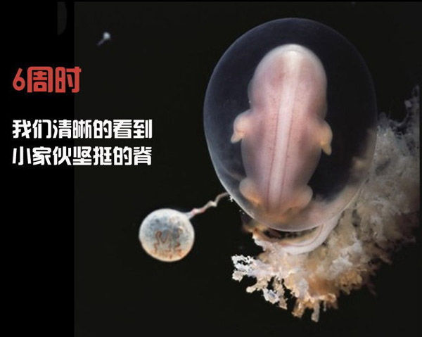 从接吻到生子高清图解造人全过程