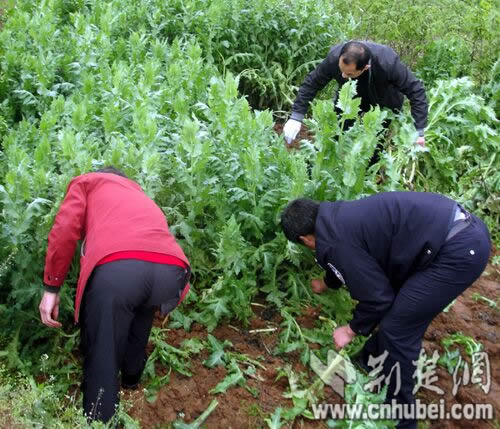 湖北一村民聽聞吃罌粟果能緩解病痛種植732株罌粟