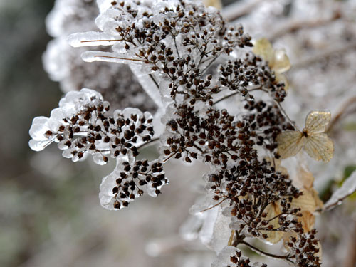 白兴木:久违的大雪 好美冰凌花