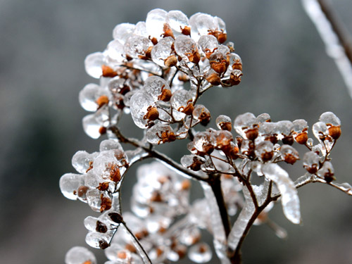 白兴木:久违的大雪 好美冰凌花