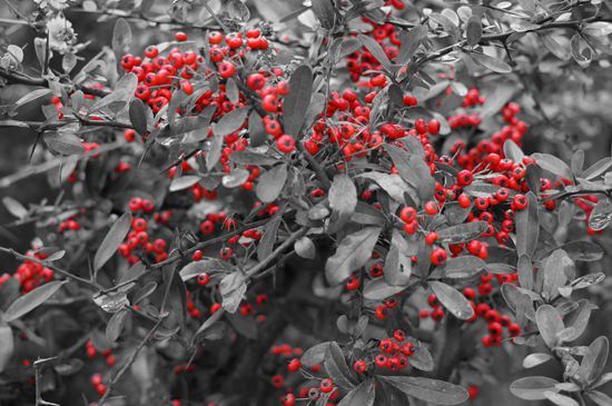 探访中国辣椒之乡感受土家火棘旅游季