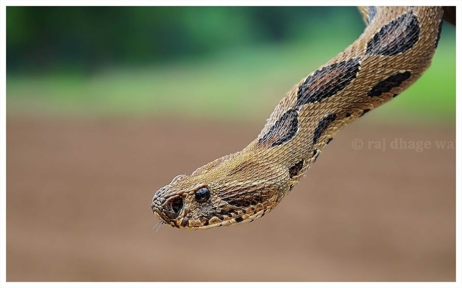 重庆:60厘米长毒蛇深夜钻进被窝 咬伤12岁女孩