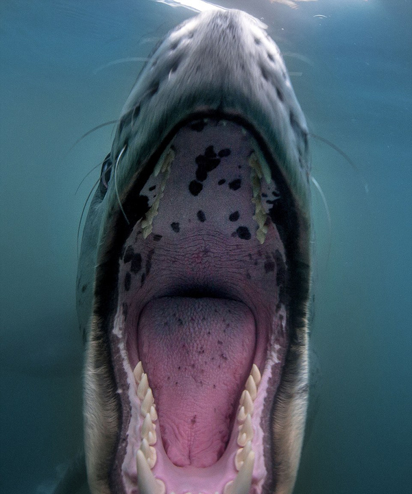 潜水员抓拍海豹龇牙咧嘴可爱微笑
