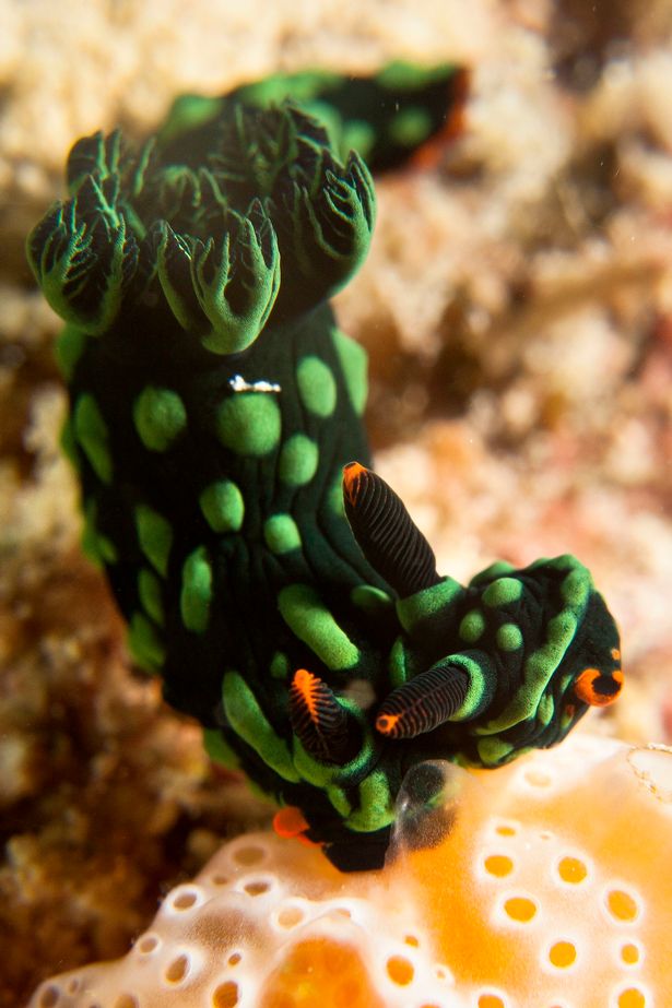 马来西亚发现首只双头海蛞蝓