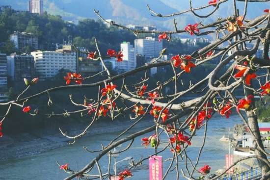 二月玩遍攀枝花 原来花也可以成为美味_旅游频道_凤凰网