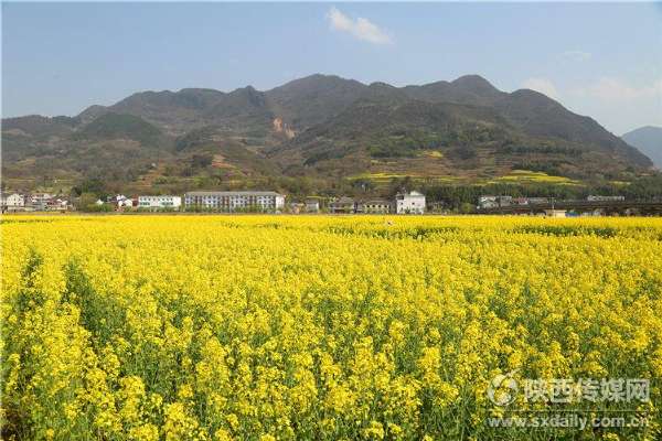 陽春三月踏春賞花 漢中萬畝油菜花海盛開