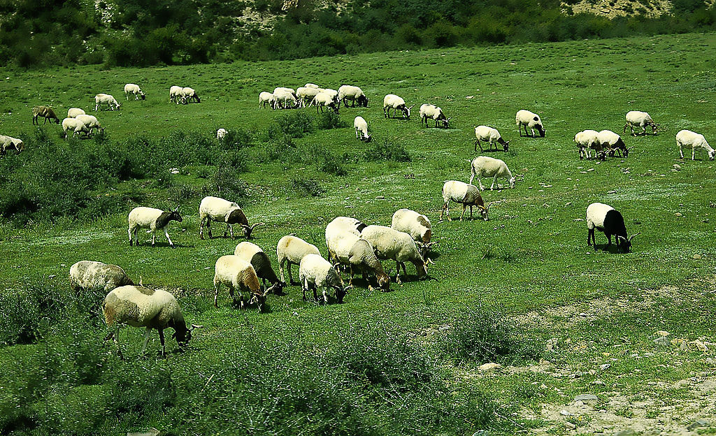 澳大利亚羊群误食毒草如吸毒上瘾自杀而亡