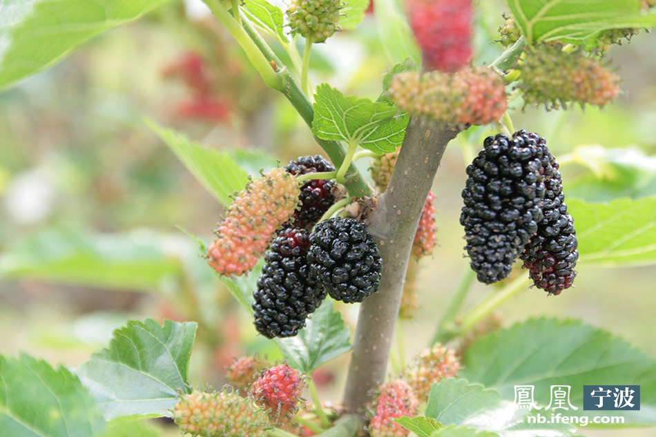 紫色的诱惑天宫庄园喊你来摘桑果啦