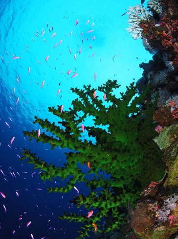 七连屿中岛中岛位于北岛的东南面0.