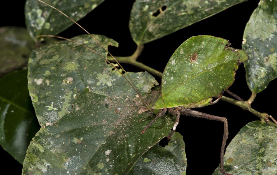 厄瓜多尔昆虫巧妙伪装成枯叶难辨认