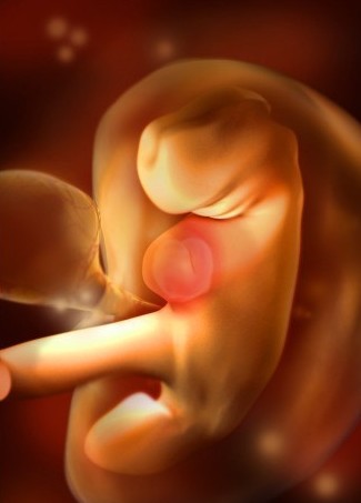 3d技术从受精到胎儿发育神奇全过程