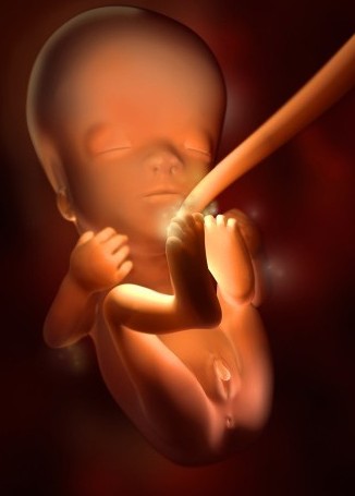 3d技术从受精到胎儿发育神奇全过程
