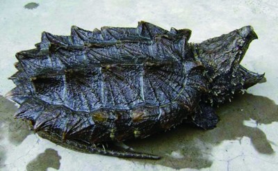 体壮貌凶背披铠甲逛合肥夜市 专家鉴定:它是美洲大鳄龟