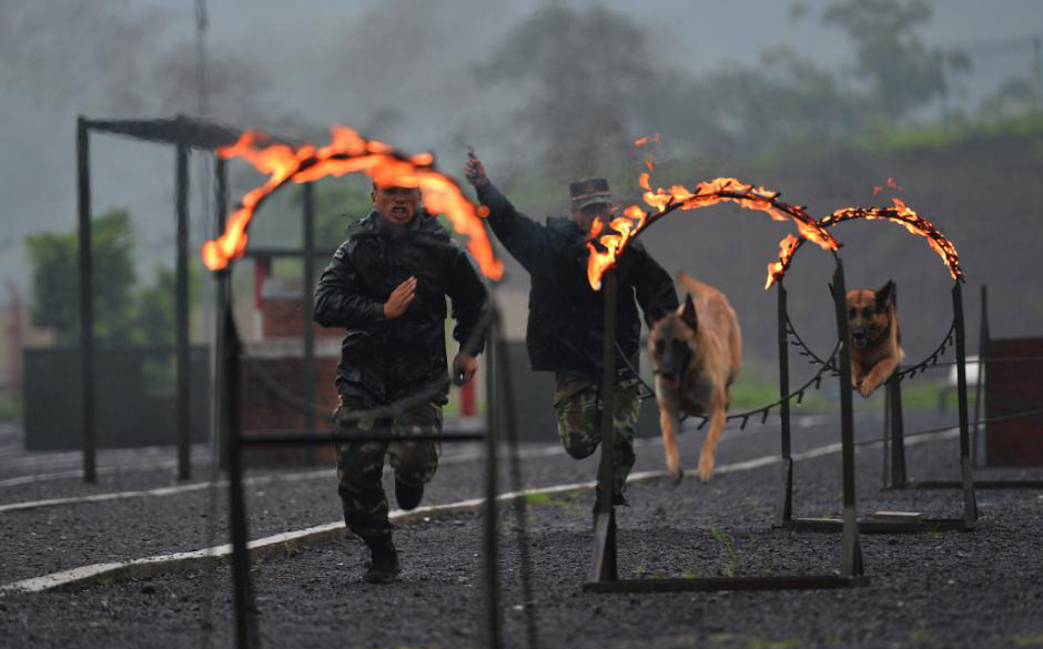 当日,该中队训犬员在暴雨中对警犬进行坐卧立等服从性训练,搜毒搜爆