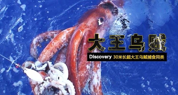 30米长超大乌贼:捕食同类 触角一下卷住人
