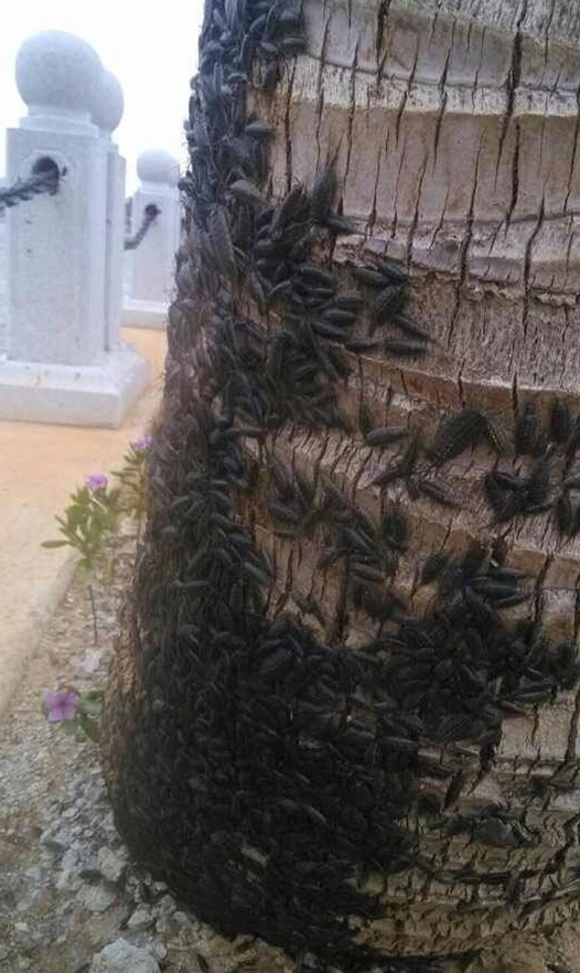 广东湛江海边大量海蟑螂上岸聚集 数以万计(图)