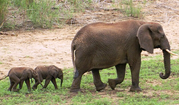 南非罕见双胞胎小象降生 受象群呵护(图)