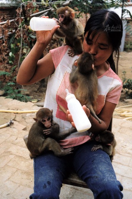 养殖的小猴们都在吃奶,一见到焦新珍拿着奶瓶出现,都很亲热地爬到她