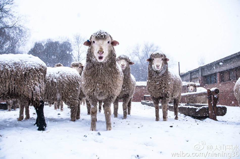 雪天里的绵羊