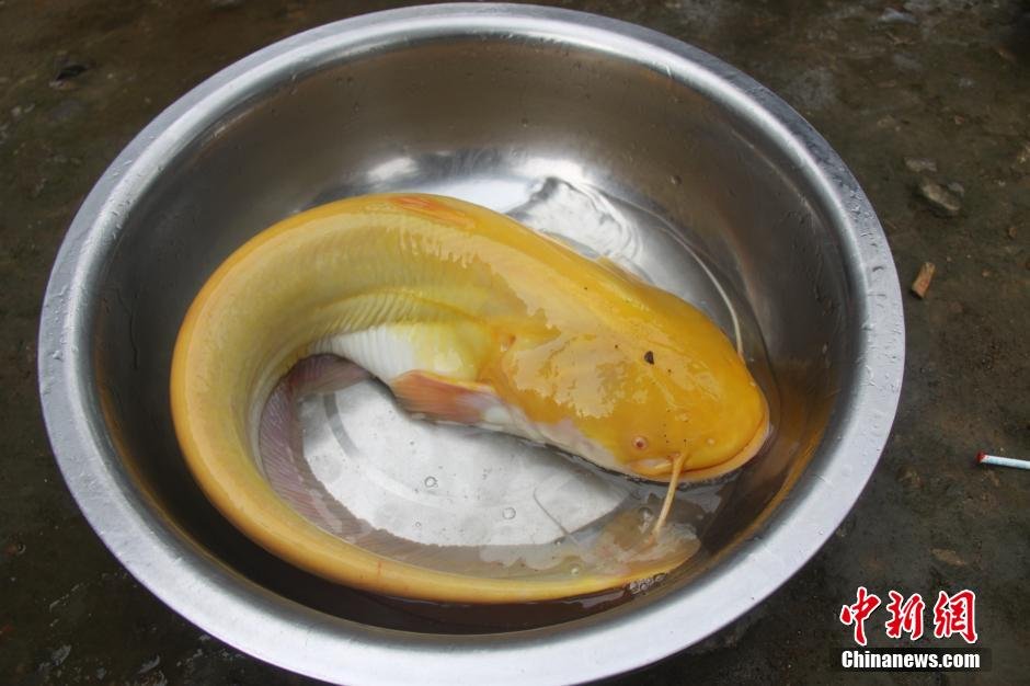 苏里南黄金鲑鲶图片