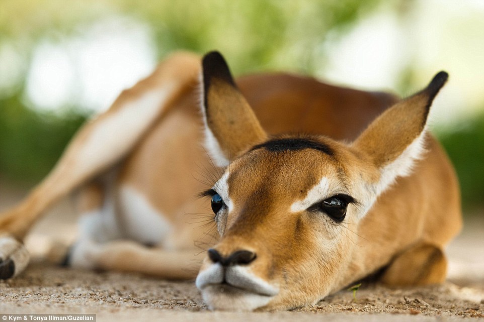 別樣的角度下的野生動物 在坦桑尼亞的馬尼亞拉湖旁休息的動物.