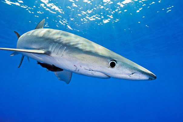 大白鲨幼崽图片图片