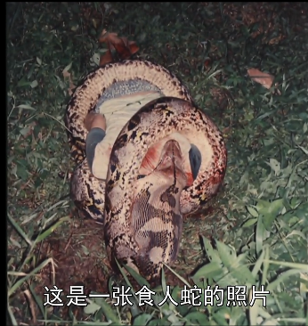 马来西亚巨蟒食人真实事件 蟒蛇吃人恐怖图片
