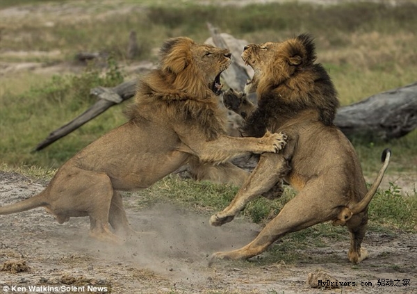 动物世界狮子大战狮王图片