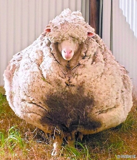 澳洲绵羊胖的走不动一次剪了42公斤羊毛图