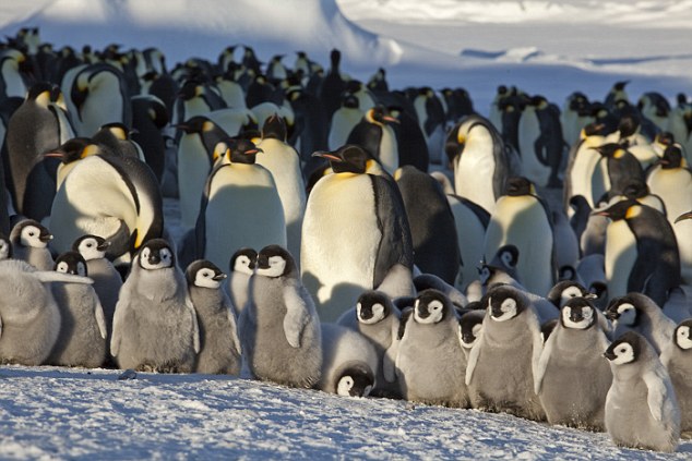 一只帝企鹅的成长日记