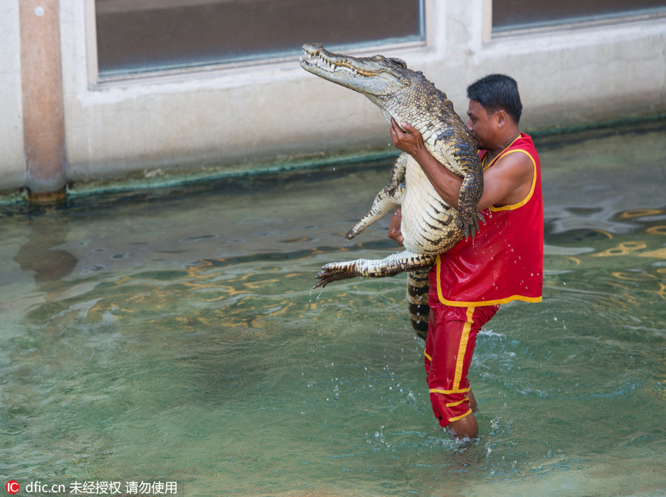 在泰国曼谷南边的湄南河入海口东,有家北榄鳄鱼湖动物园,这是世界上最