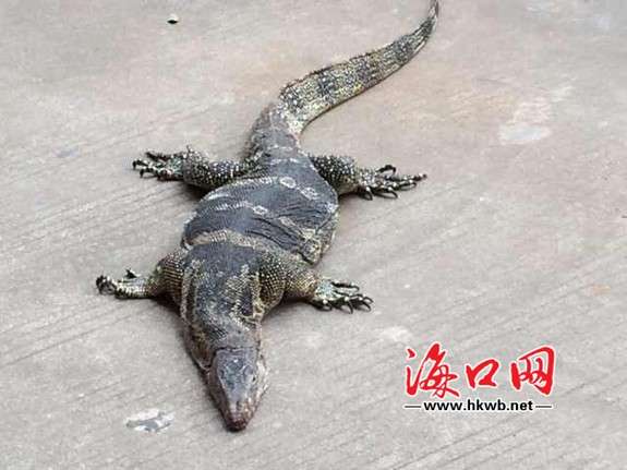 巨蜥.海口晚报记者李云川摄