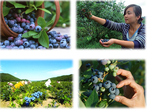 自驾游内容有:  蓝莓采摘