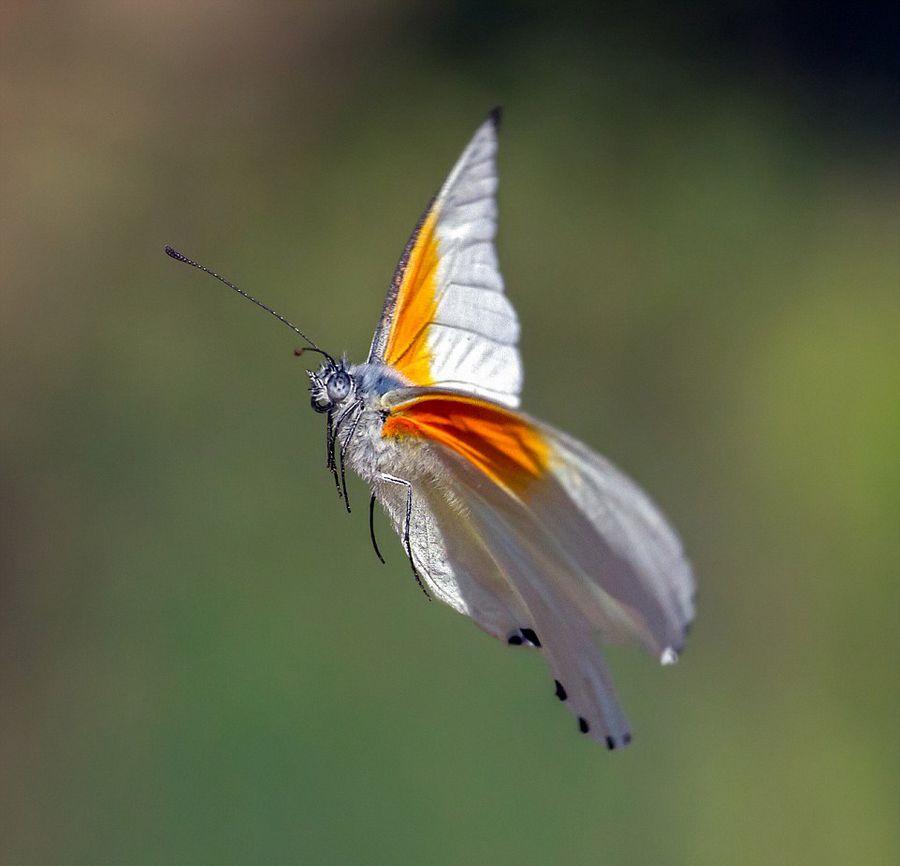 南非摄影师近距离抓拍动物捕猎飞行瞬间