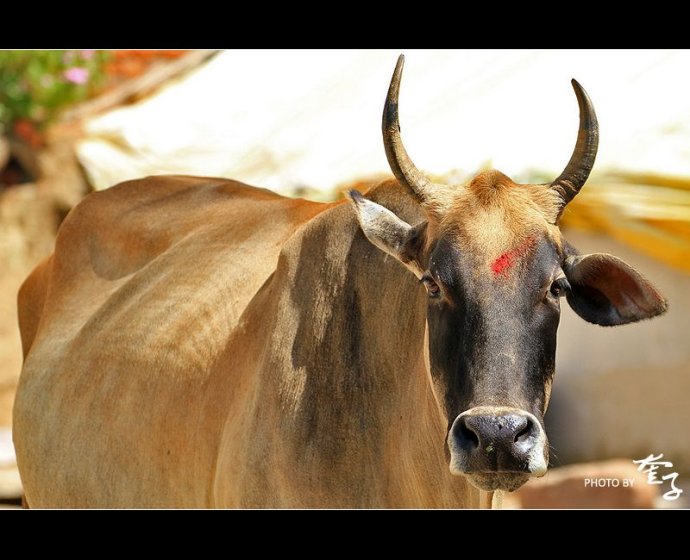 奎子:在印度与神牛共舞(组图)