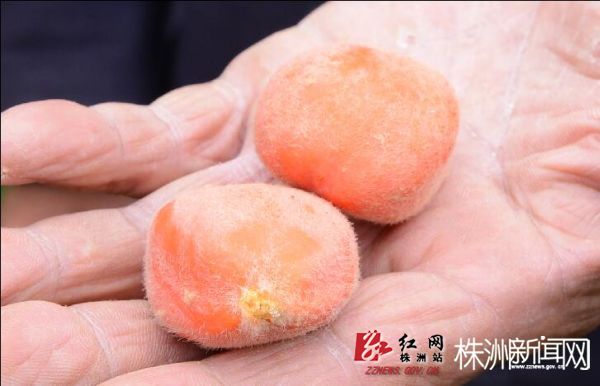 十年铁树结出了"小芒果" 果实有毒千万别误食